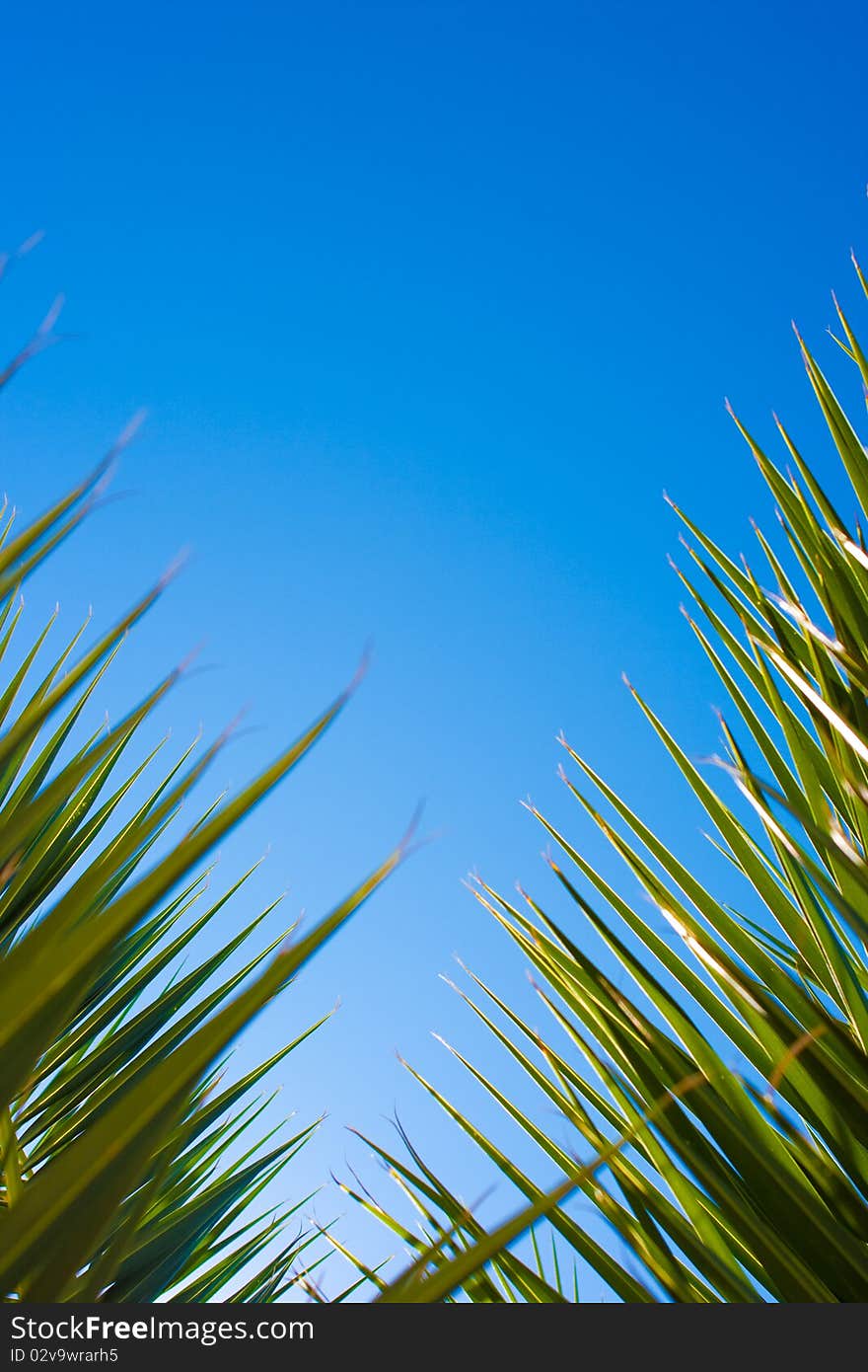 Sky with palm leaves on two sides framed