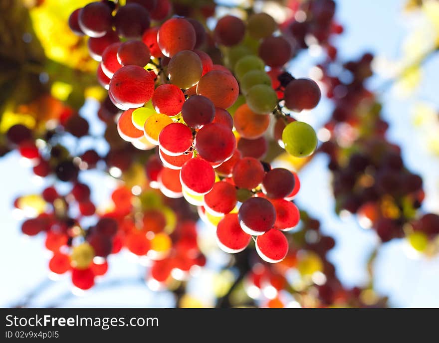 Bunch Of Colorful Grapes