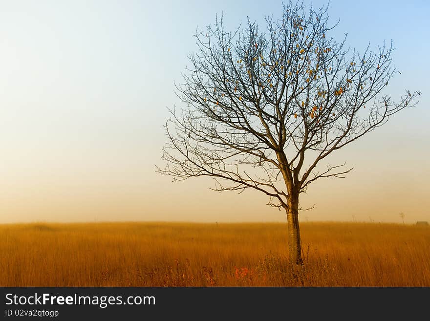 Alone tree on the field,in autumn