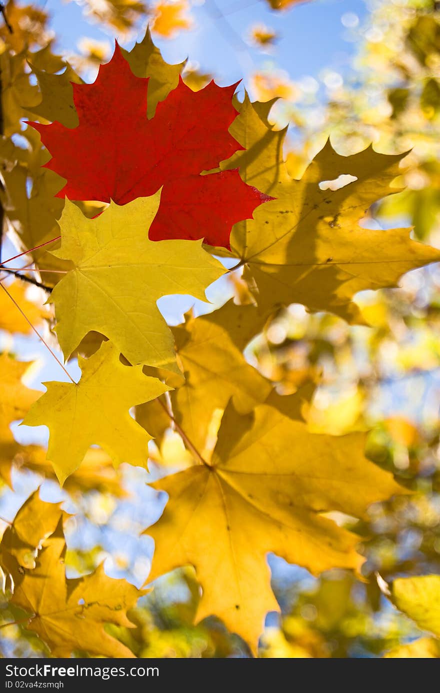 Autumn yellow leafs on background wood