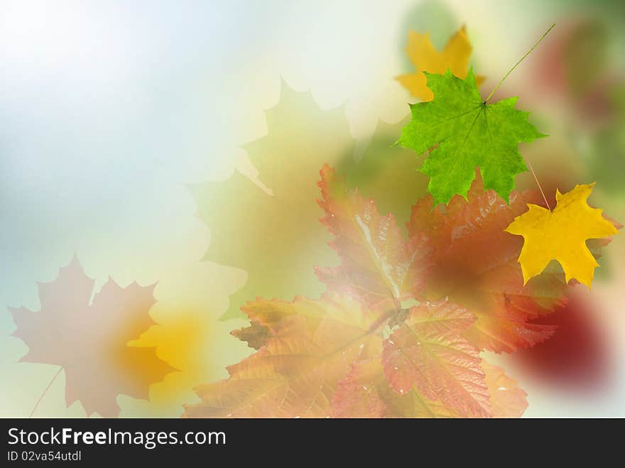 Background from wood  autumn yellow leafs