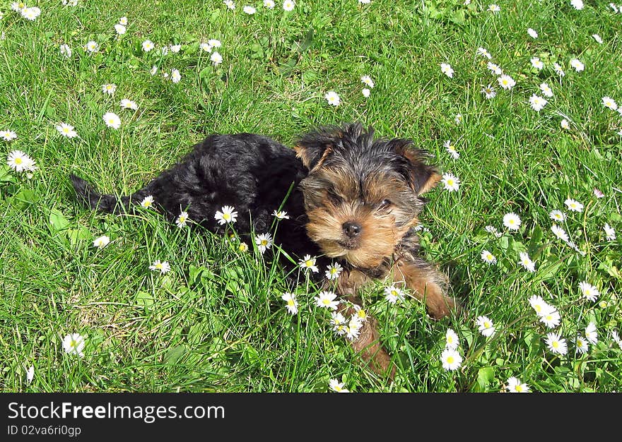 Yorkshire Terrier