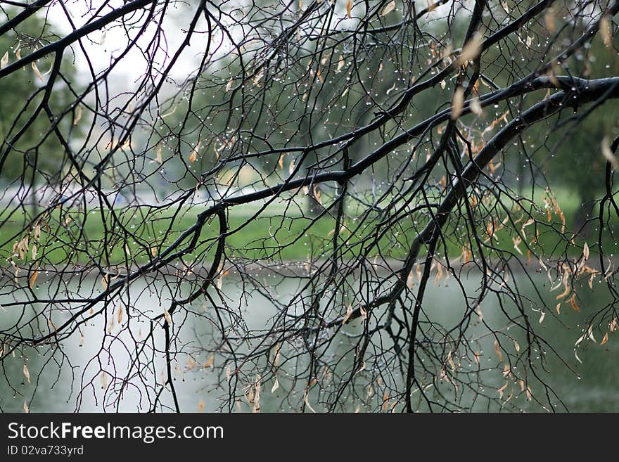 Branches of a tree