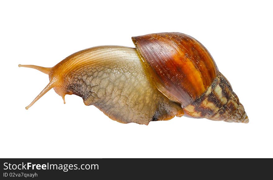 Big Snail