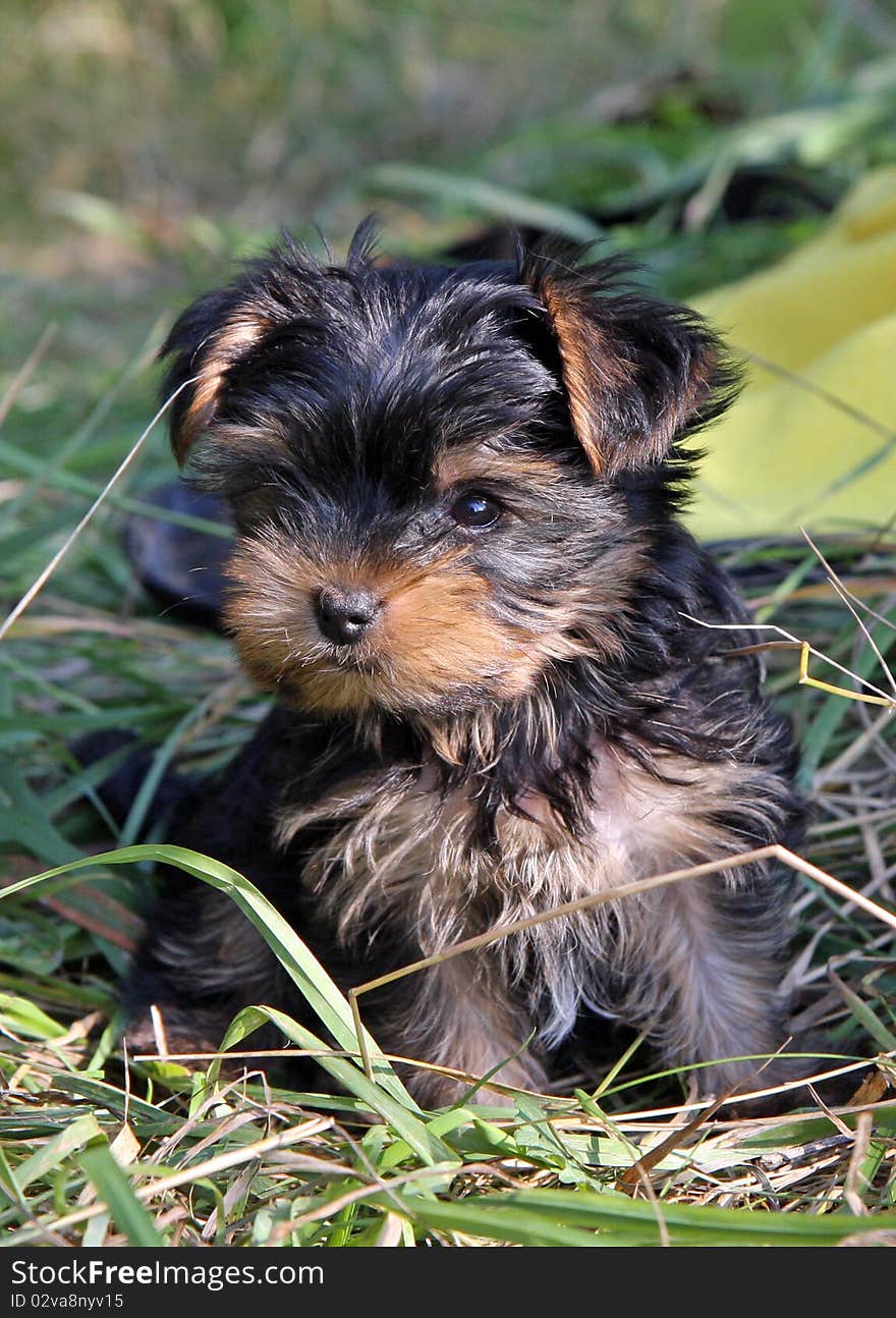 Portrait of Yorkshire Terrier baby in the garden