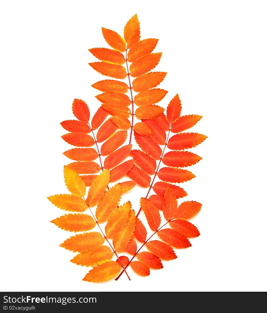 Autumn. red branch isolated on white background. Autumn. red branch isolated on white background