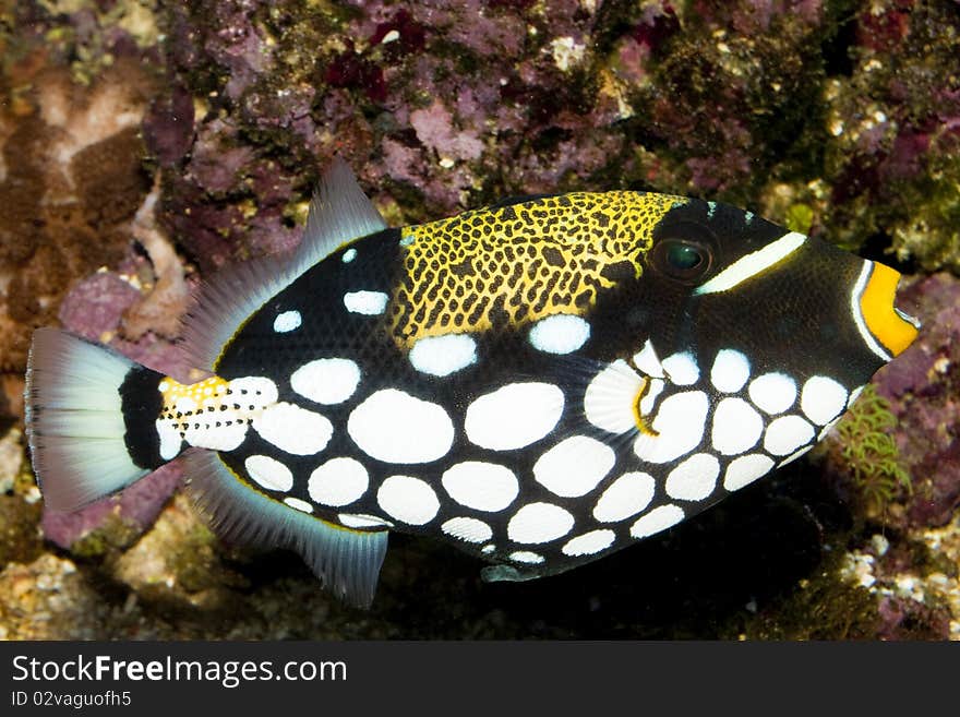 Clown Triggerfish in Saltwater Aquarium. Clown Triggerfish in Saltwater Aquarium