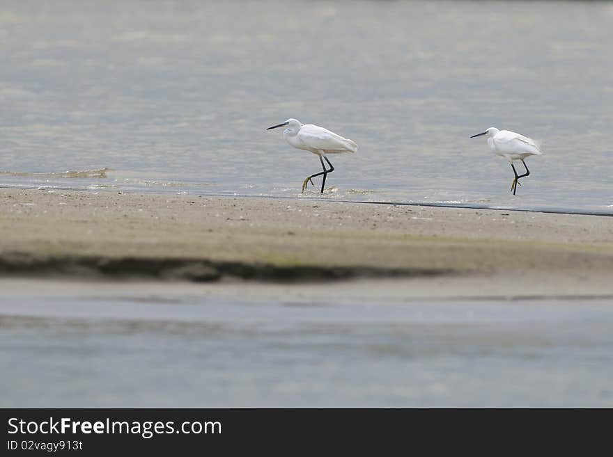 Little Egret Pair