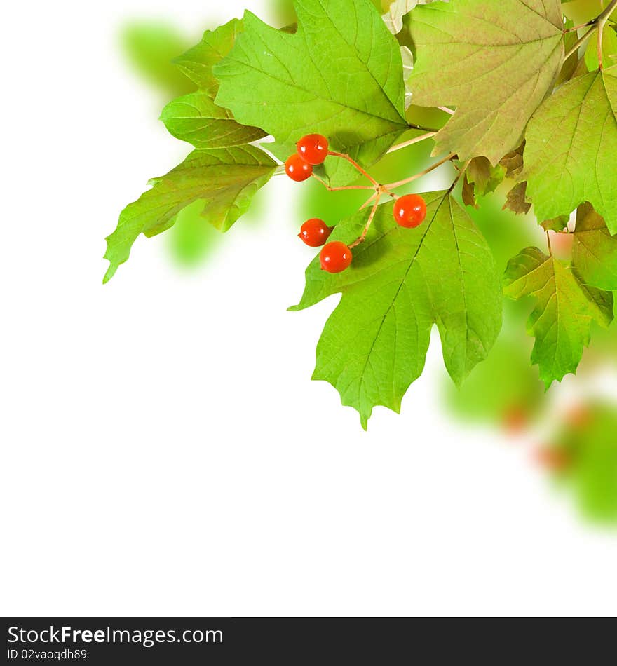 Leaf green with berry closeup on white background