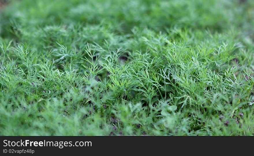 Kitchen garden. A bed with fennel. Kitchen garden. A bed with fennel.