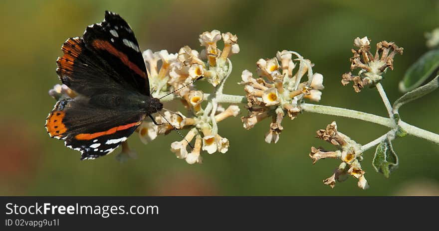 Red Admiral on the butterfly bush. Red Admiral on the butterfly bush