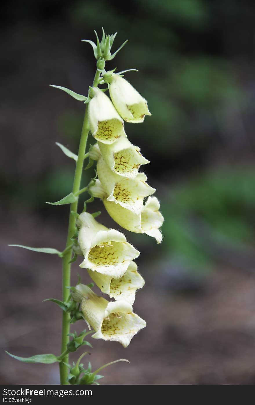 Detail of a flower called Digital