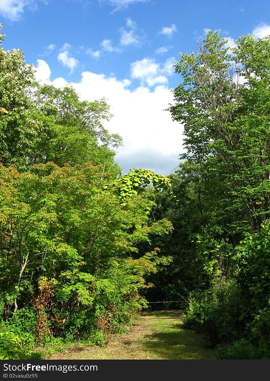 Attractive Forest Scenery