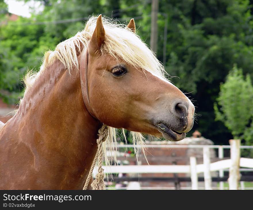 A brown horse posing for the camera,