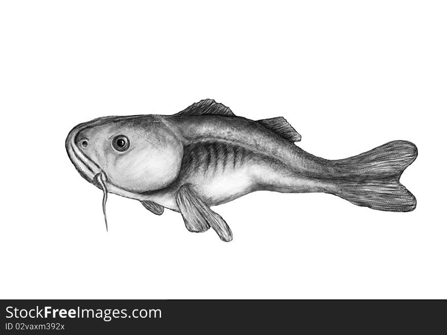 Drawing of cod on white background. Drawing of cod on white background