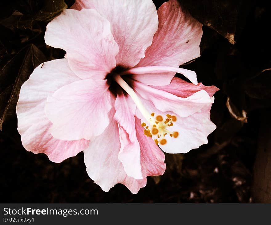 A close-up on a pink hibiscus flower.