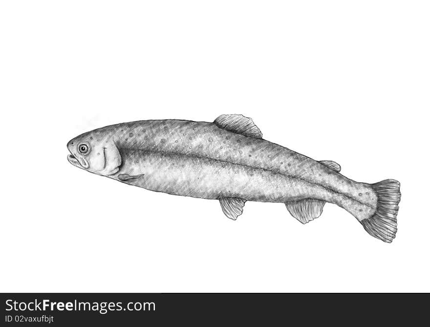 Big rainbow trout on white background