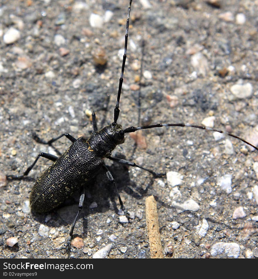 Black bug sitting on a ground.