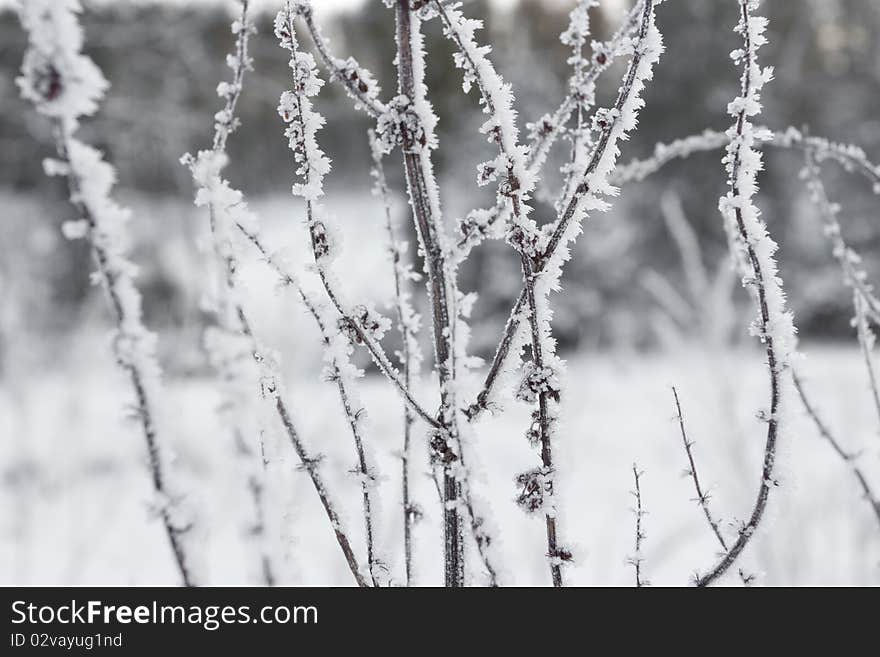 Winter landscape in snow