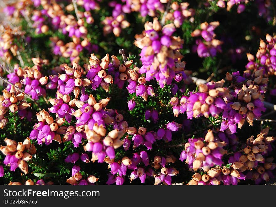 Heath flowers