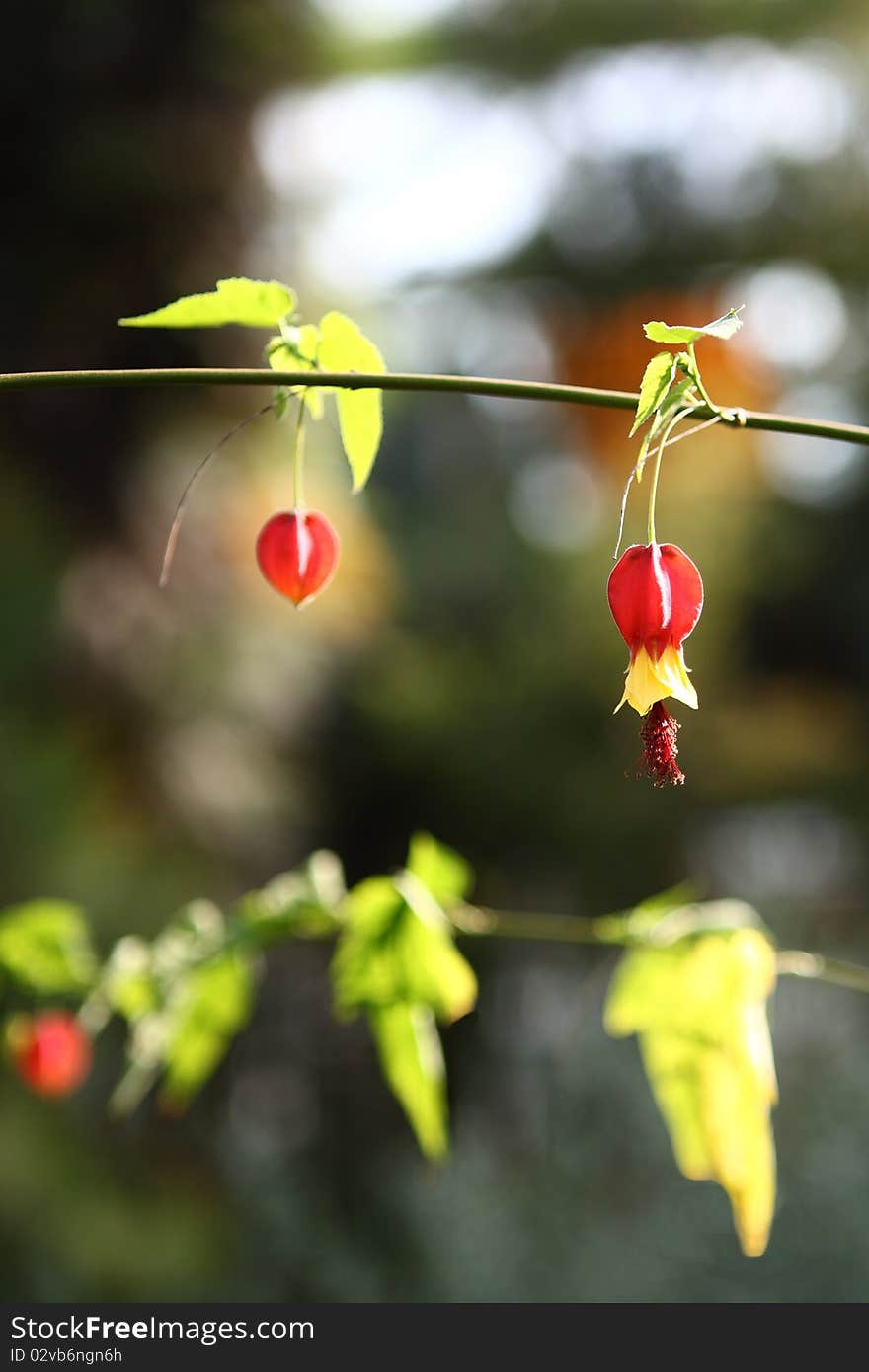 Brazilian Abutilon flower