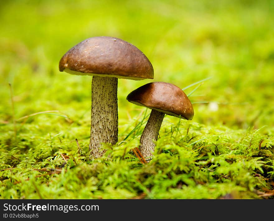 Squirrel's bread; Boletus edulis