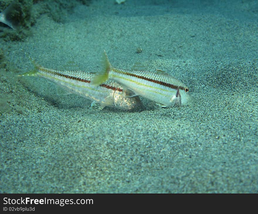 A “Mullus” fishes.  Shoted in the wild in Mediteraanean sea.