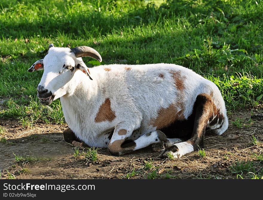 Laying cameroon sheep looks like goat, Lipno, Czech Republic