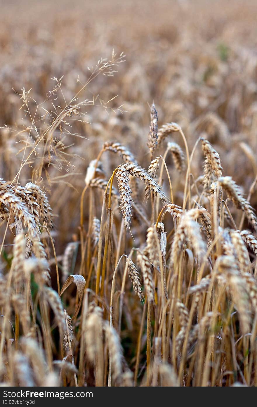 Crop of rye - golden cereal