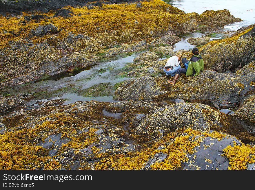 Intertidal zones exposed at low tide, near Sitka, Alaska