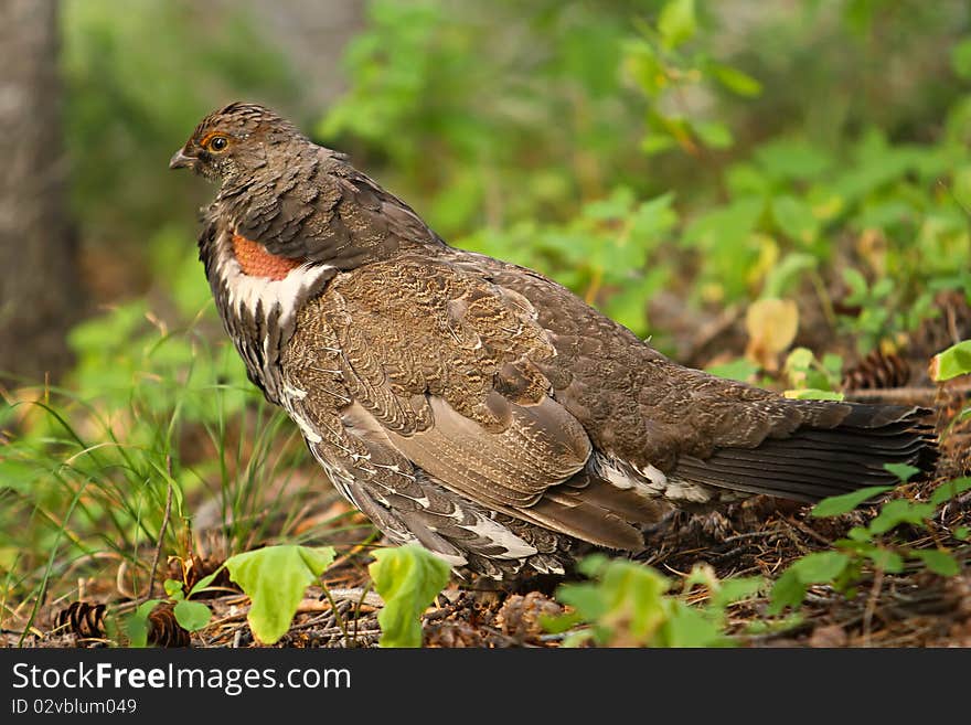 Franklin's Spruce Grouse, a subspecies of Spruce Grouse (Falcipennis canadensis franklinii) is 'drumming' or doing deep sounding vocalization