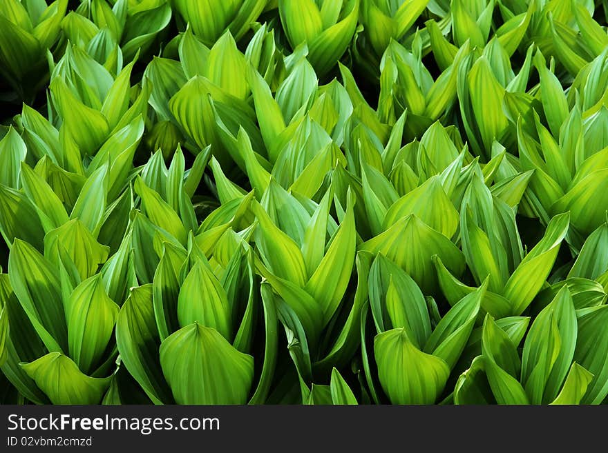 Young, Corn Lilies or False Hellebore plants in a meadow. Young, Corn Lilies or False Hellebore plants in a meadow