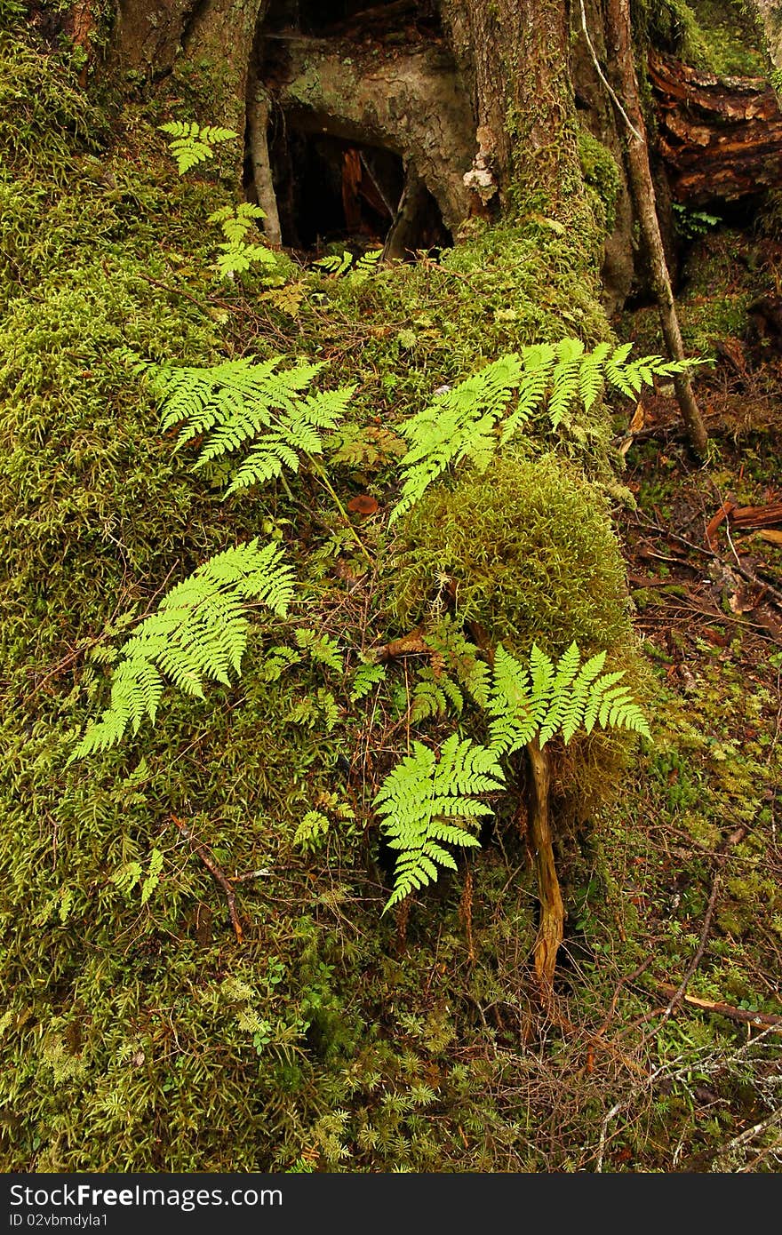 Ferns in temperate rainforest, in the Tongass National Forest, Southeast Alaska