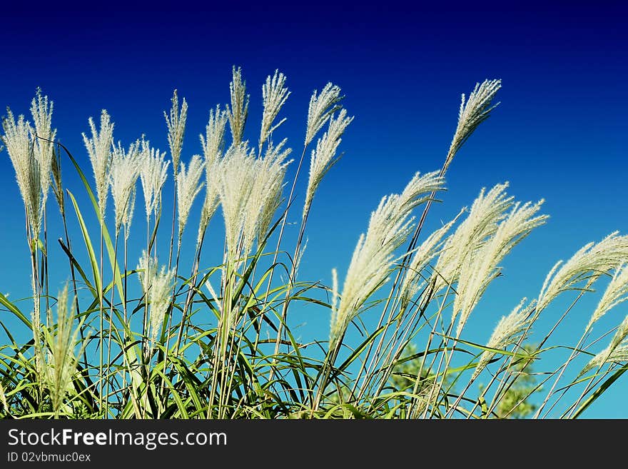 Summer crops field against sunny blue sky