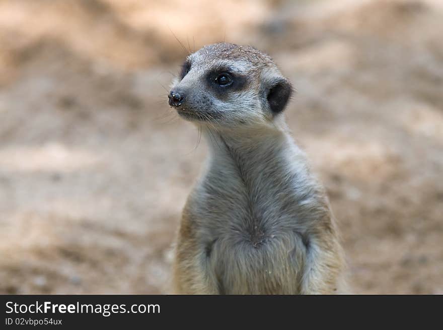 Meerkat.