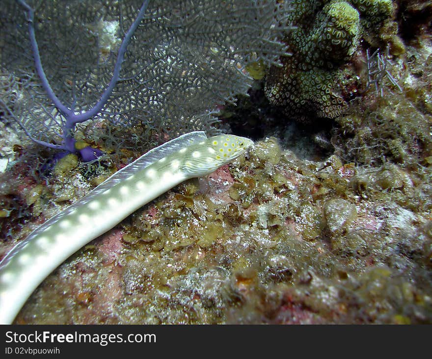 Sharp Tailed Eel