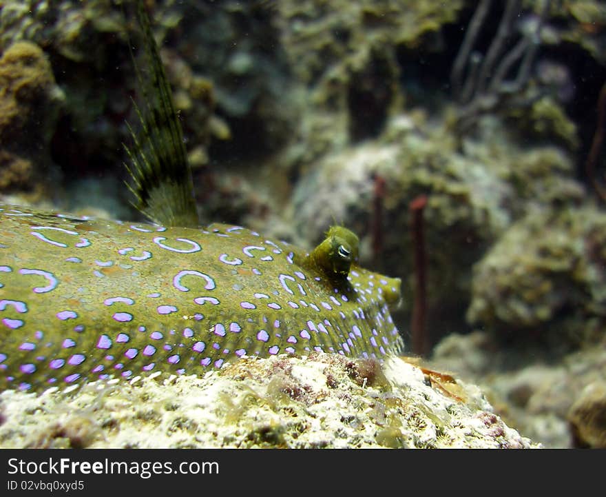 A Peacock Flounder sits atop a rock in the coral reef and warns off the photographer from coming too close by flashing his ever changing colours and waiving his fin like a flag. A Peacock Flounder sits atop a rock in the coral reef and warns off the photographer from coming too close by flashing his ever changing colours and waiving his fin like a flag.