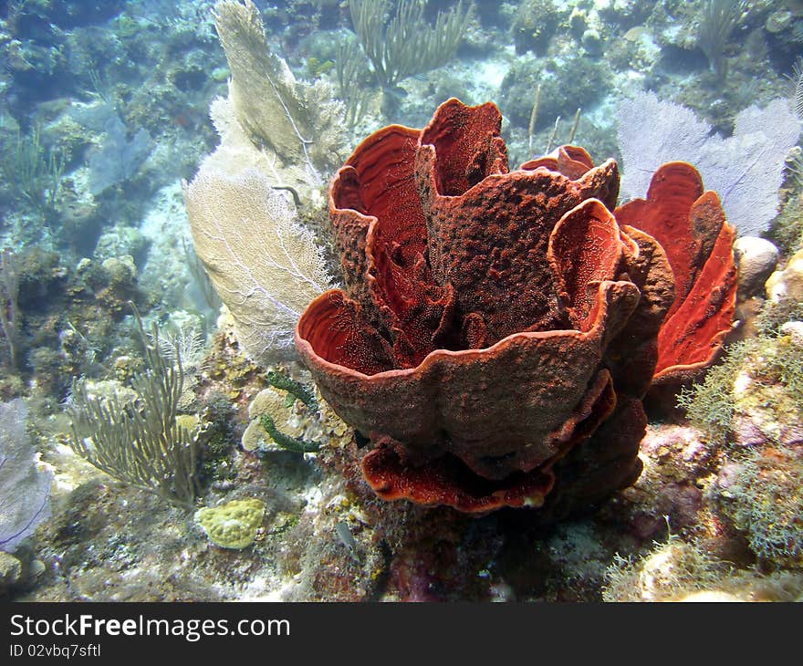 A colourful Caribbean reef scene, featuring a bright red sponge and other soft corals in a beautifully clear ocean. A colourful Caribbean reef scene, featuring a bright red sponge and other soft corals in a beautifully clear ocean.