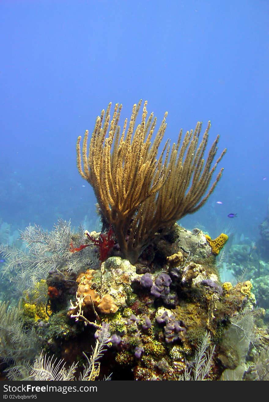 A colourful coral reef scene in the Caribbean.
A beautiful soft coral sits high up on a coral pinnacle, surrounded by sponges and sea fans.
The vibrant blue background shows off the beautifully clear Caribbean waters.