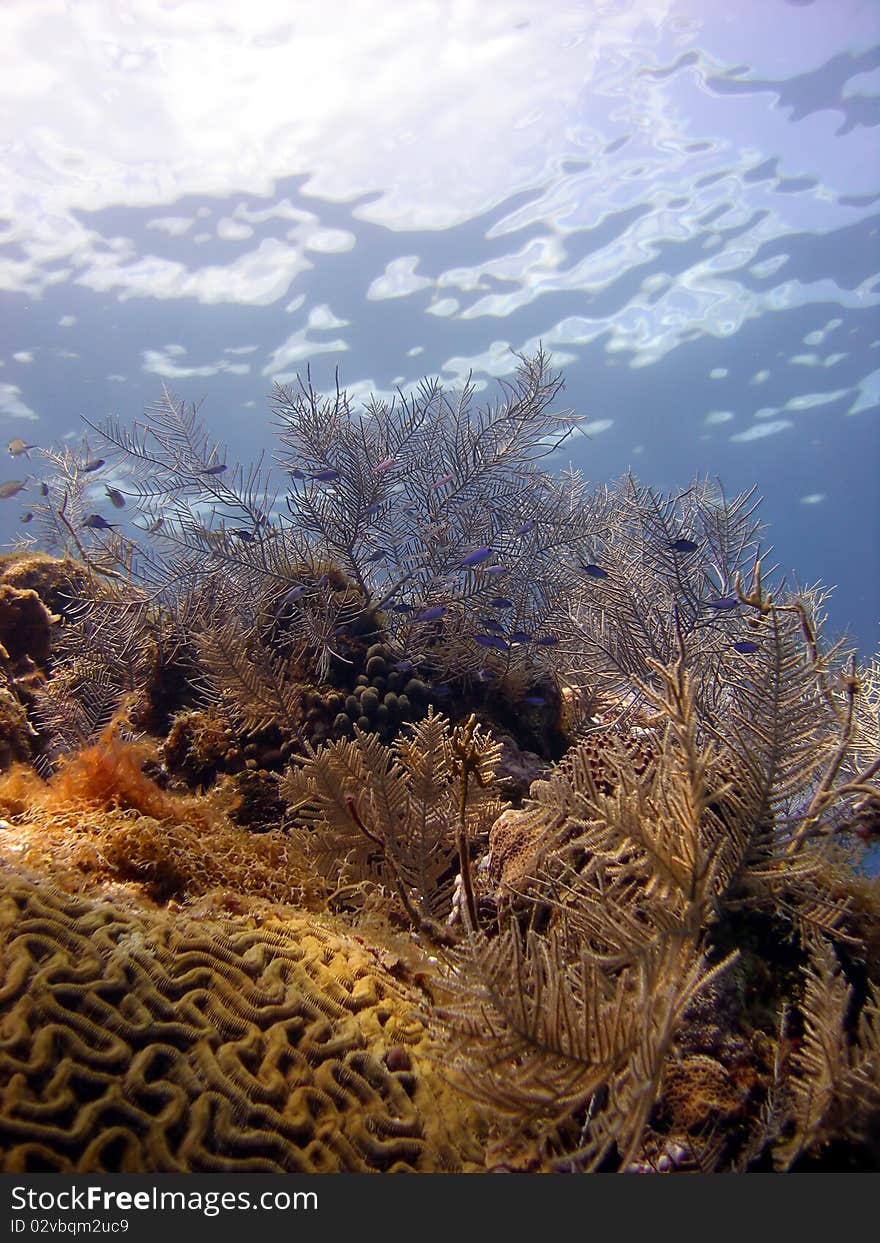 A beautiful coral reef scene made up of hard and soft corals, sponges, fans and fire coral all within a stunningly clear blue ocean.