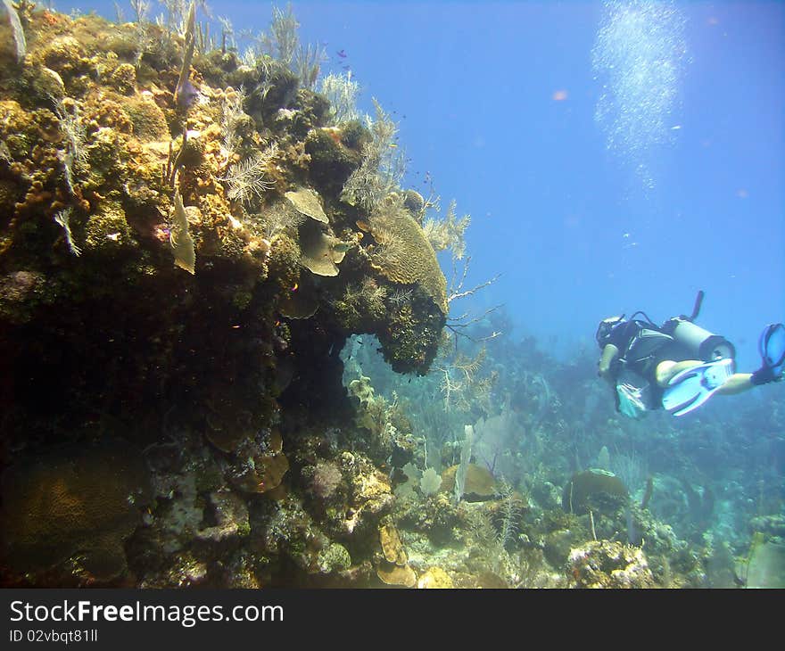 A Scuba Diver Admires A Beautiful Coral Reef