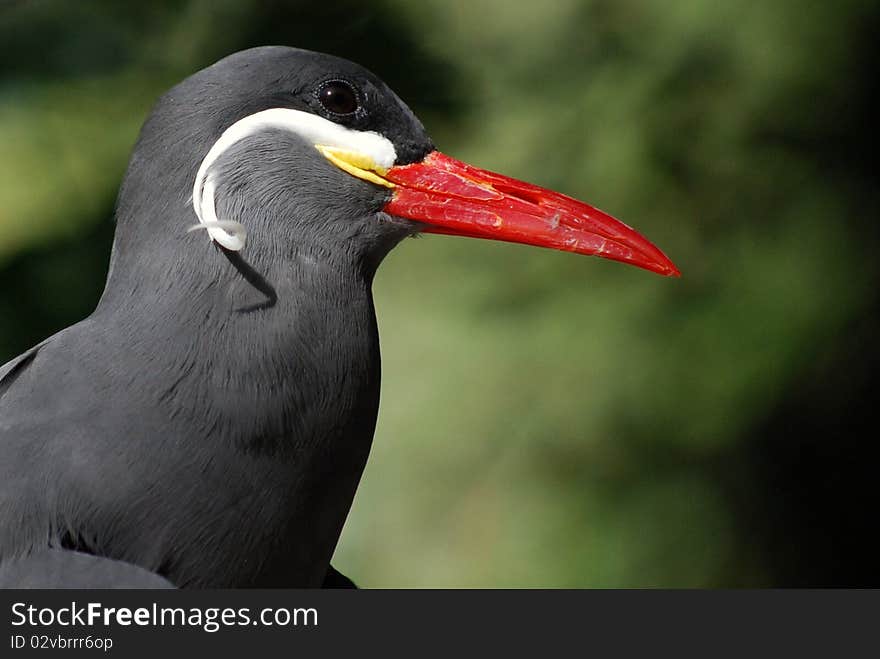 An Inca Tern (Larosterna Inca) in profile. An Inca Tern (Larosterna Inca) in profile.