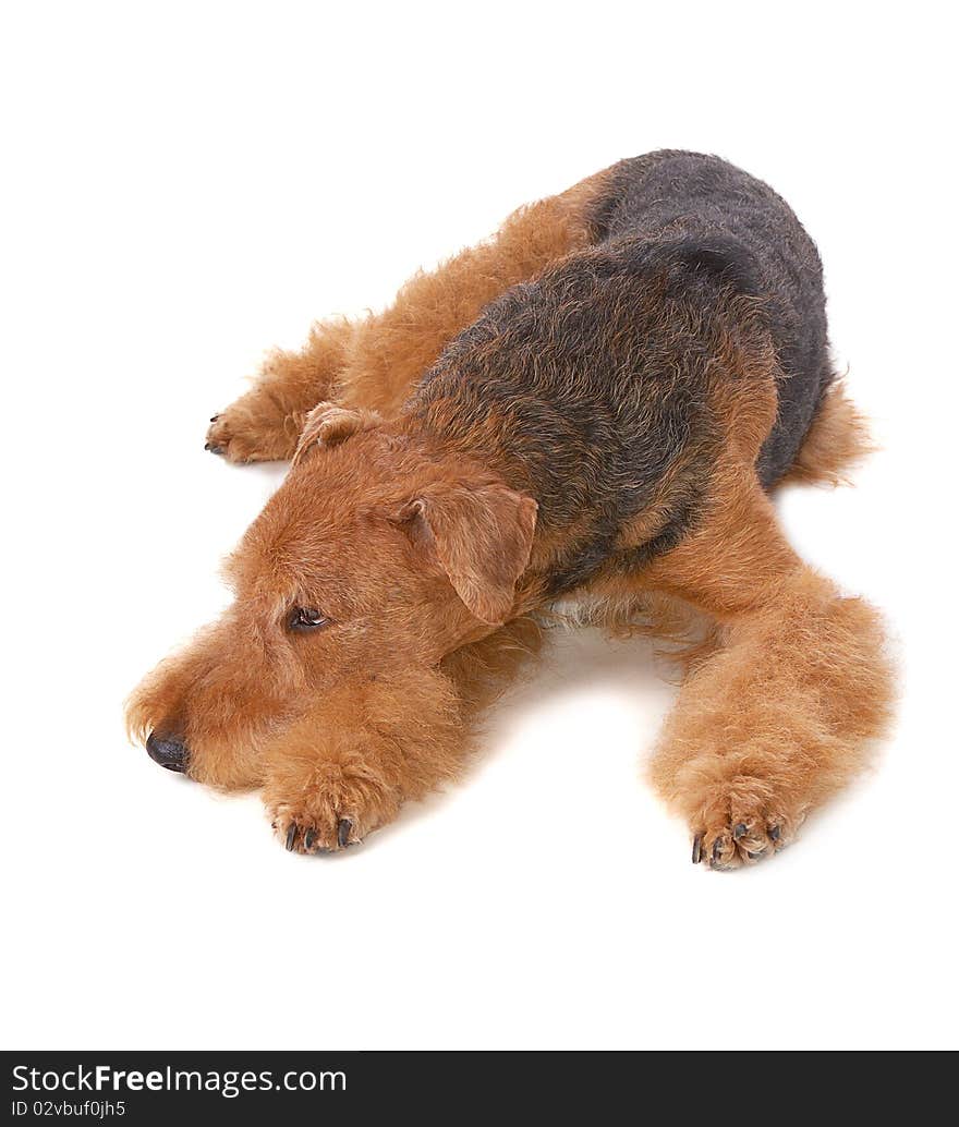 Pureblooded dog Airedale isolated on white background