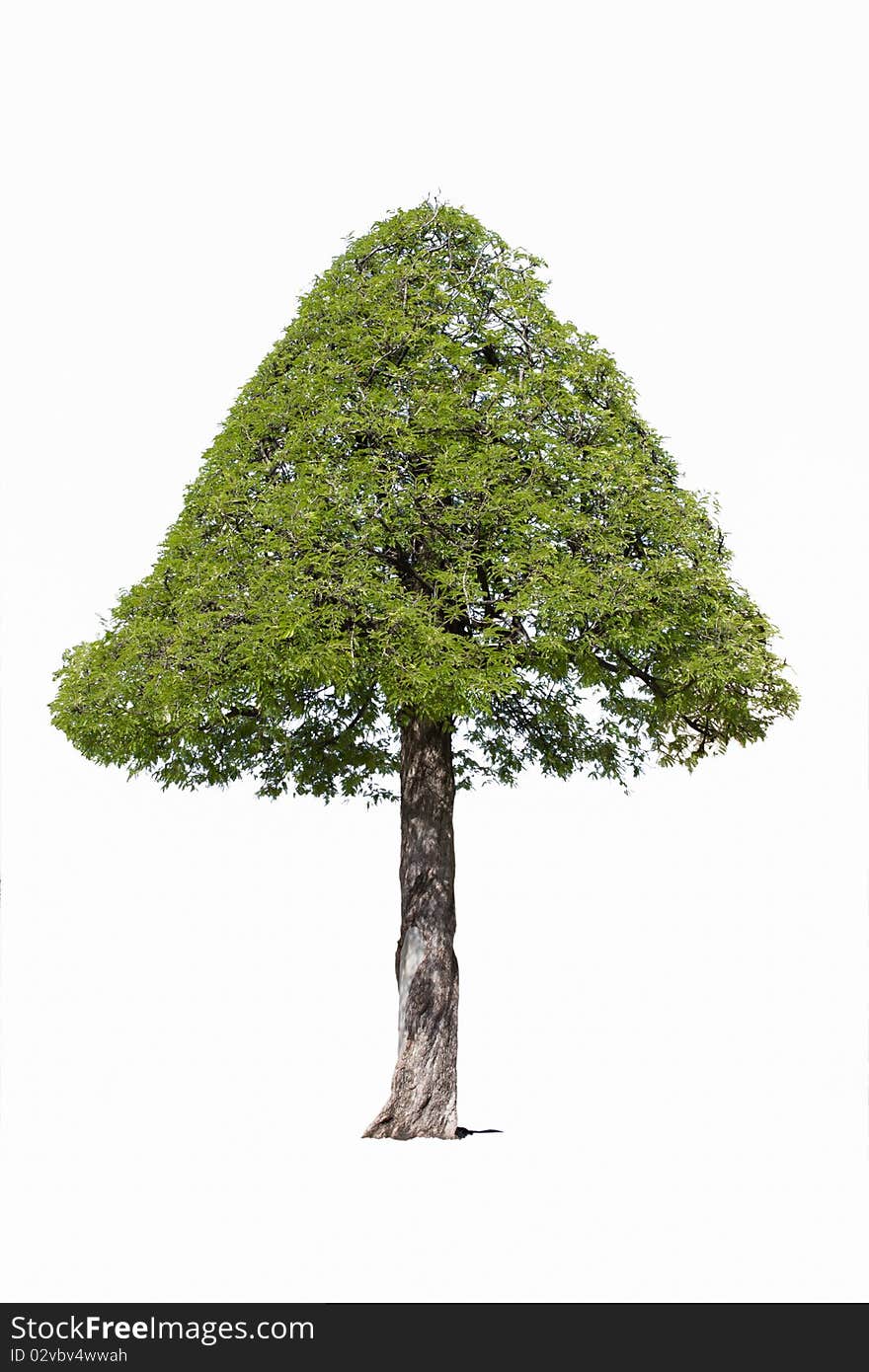 Tamarind tree isolated on the white background