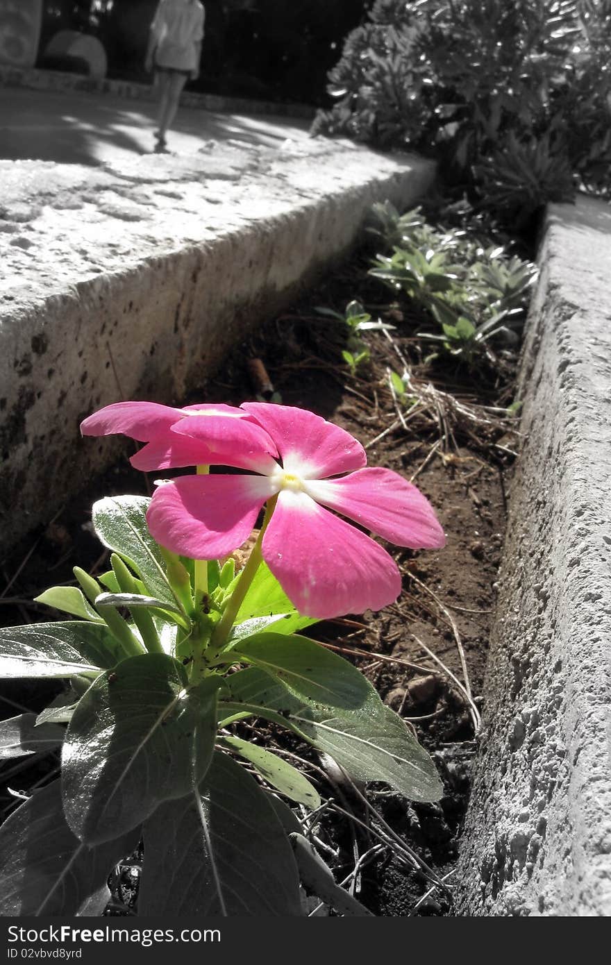 Colorful Flower Close-up