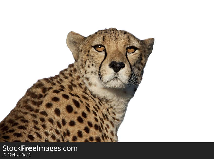 The head of a cheetah that is sitting in the sunlight