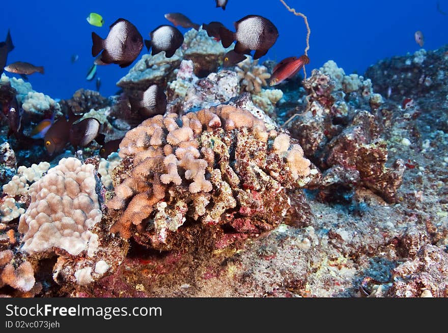 Coral reefs are the equivalent to a tropical rain forest. Coral reefs are the equivalent to a tropical rain forest.