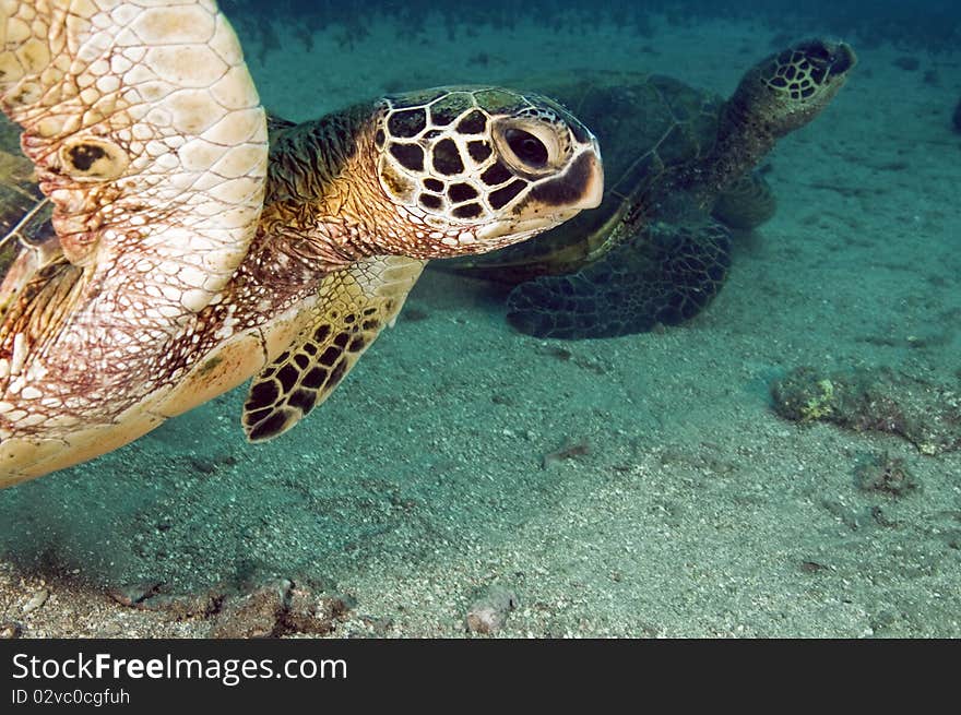 A pair of endangered green sea turtles sitting on the bottom