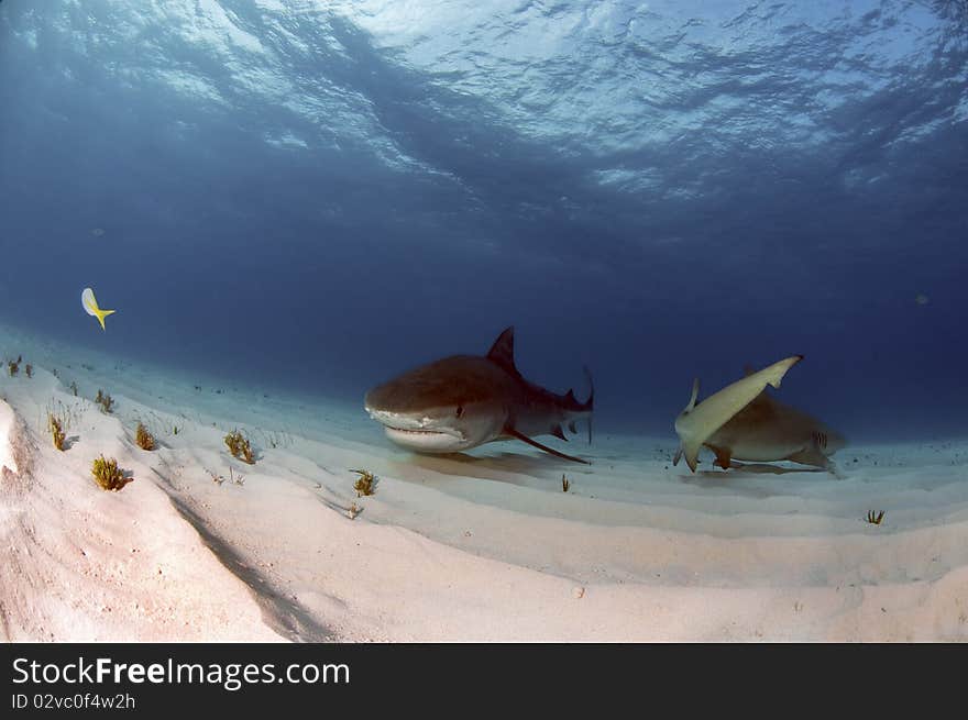 A tiger shark and a lemon shark pass each other on the sandy bottom of the Bahamas