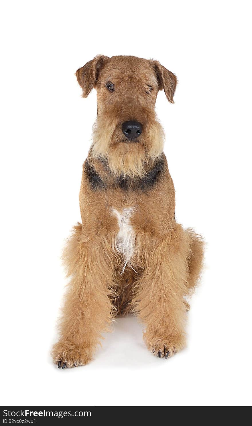 Pureblooded dog Airedale isolated on white background